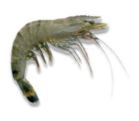 Shrimps
